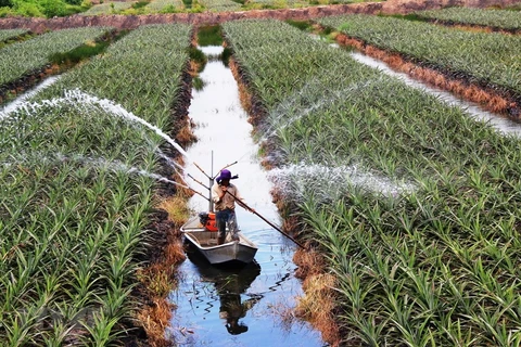 Destina Indonesia más de tres mil millones de dólares para agricultura de base tecnológica