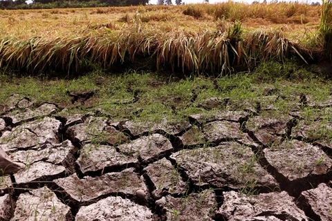 PNUD respalda al delta del Mekong de Vietnam en lucha contra la sequía