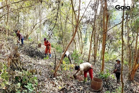 Vietnam restaura siete hectáreas de hábitat forestal para especies en peligro de extinción