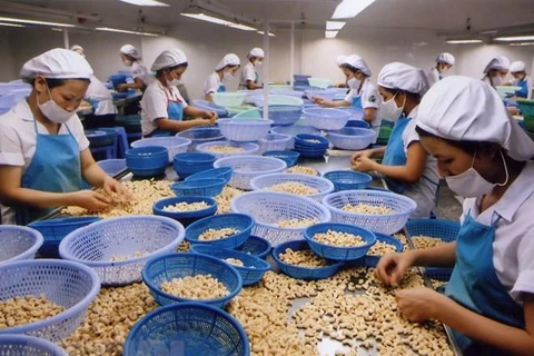 Aumentan exportaciones de anacardo de Vietnam a Estados Unidos