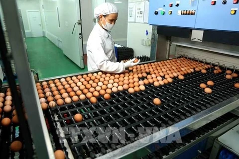 Prohíbe Tailandia la exportación de huevos de gallina durante siete días