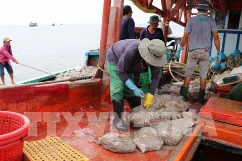 Provincia vietnamita se incorpora al combate contra pesca ilegal