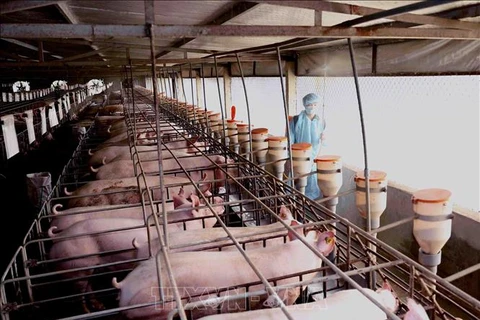 Reducirán en Vietnam precio de carne de cerdo