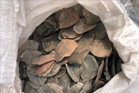 Incauta Malasia más de seis toneladas de escamas de pangolín