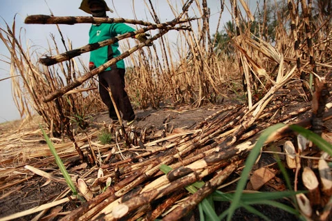 Industria azucarera de Tailandia afectada por sequía