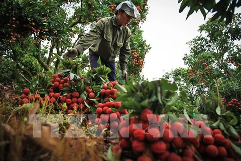 Exportará Vietnam primer lote de lichi fresco a Japón