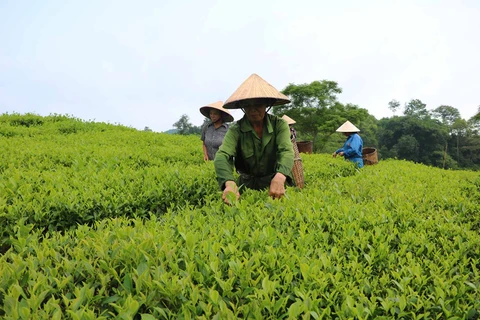 Phu Tho se sitúa en cuarto lugar de Vietnam en área de siembra de té