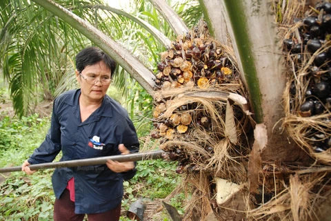 Tailandia usará blockchain en comercio de palma de aceite