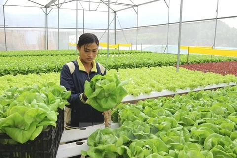 Sector agrícola de Hanoi busca crecer después de la epidemia