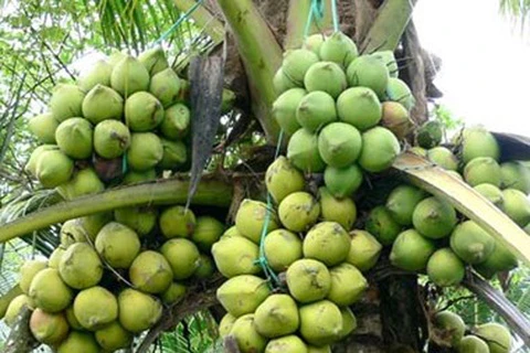 Cumple estándares internacionales zona de cultivo de coco orgánico vietnamita