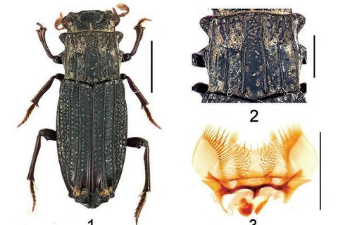 Descubren nuevas especies de insectos en Vietnam