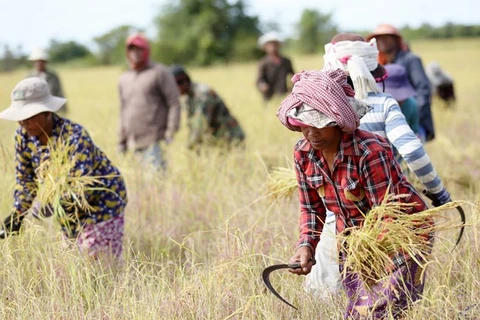 Camboya toma medidas de aumentar producción agrícola