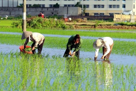 Exportaciones de arroz de Tailandia se encuentran en situación difícil