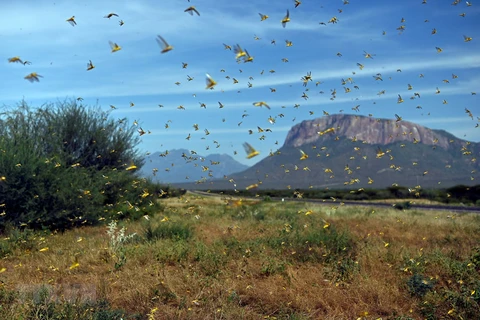 Vietnam se prepara ante posible invasión de langostas del desierto