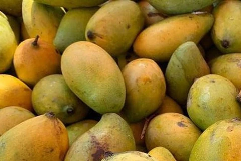 Camboya exportará 500 mil toneladas de mango a China