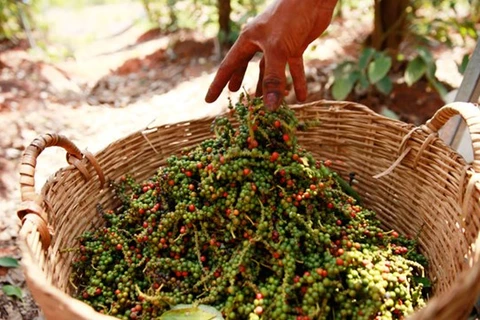 Precio de pimienta camboyana aumenta debido a fuerte demanda de Vietnam