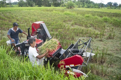 Indonesia amplia extensión de tierra de cultivo