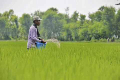 Indonesia por ampliar terrenos para el cultivo de arroz