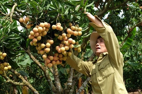 “Rey de lichi vietnamita” busca conquistar mercados exigentes