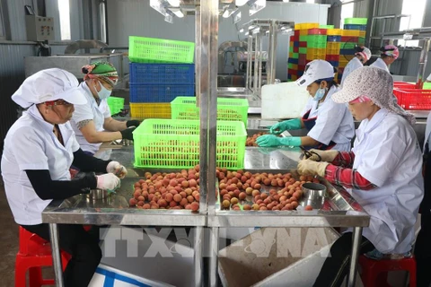 Provincia de Hai Duong exporta lichi a Japón por primera vez