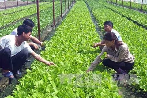 Adopta Vietnam proyecto de desarrollo de agricultura orgánica para periodo 2020-2030