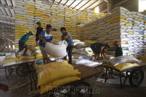 Prosigue tendencia alcista de las exportaciones vietnamitas de arroz