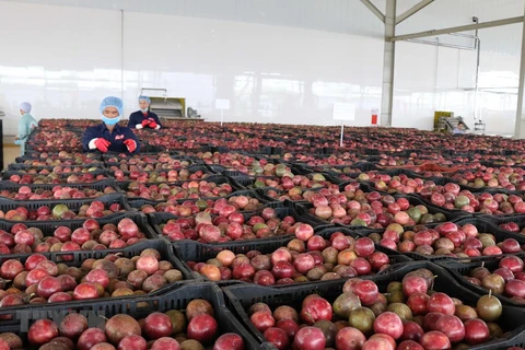 Exportaciones de verduras y frutas de Vietnam aumentan tras meses de caída