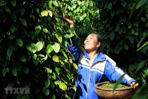 Decenas de contenedores de pimienta vietnamita atascados en Nepal