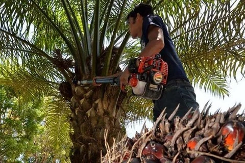 Malasia apelará ante la OMC sobre la restricción de la UE al aceite de palma