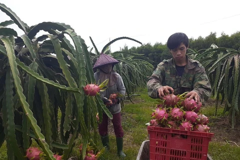 Varios productos agrícolas de provincia de Tien Giang mejoran competitividad