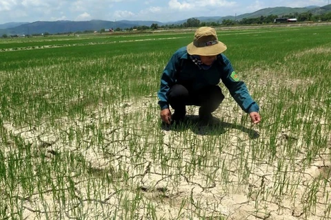 Enfrentan sequía miles de hectáreas de cultivos en región central de Vietnam