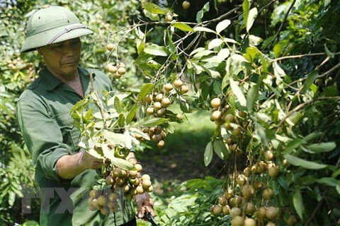 Promueven exportaciones de longan vietnamita a mercado de China