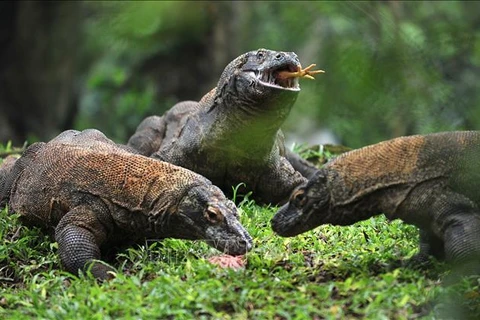 Indonesia limita visitantes del Parque Nacional de Komodo