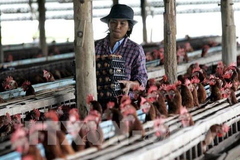 Exportaciones tailandesas de pollo por debajo de objetivo debido a COVID-19