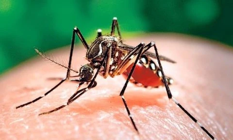 Provincia vietnamita fortalece la prevención y el control del chikungunya, el dengue y el zika