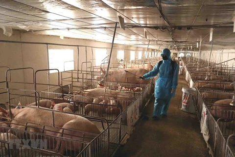 Vietnam se empeña en impedir propagación de fiebre porcina africana