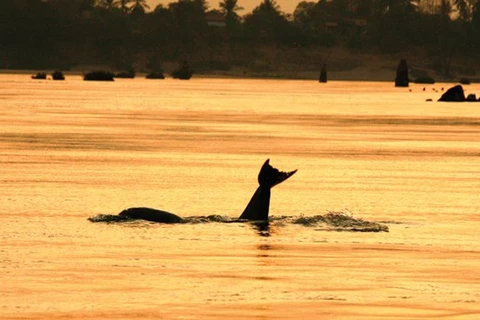 Camboya nomina cuatro zonas de conservación de delfines a la lista de la UNESCO