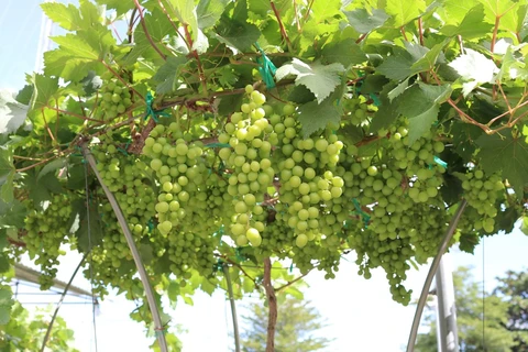 Provincia vietnamita de Ninh Thuan fortalece producción de uva