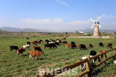 Vinamilk proyecta expandir las granjas de vacas lecheras