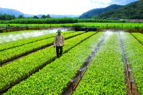 Más de la mitad de empresas vietnamitas se ven afectadas por el cambio climático