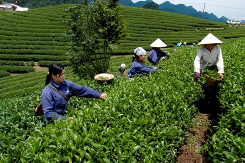 Provincia vietnamita de Phu Tho aspira a convertir té en alimento agrícola clave