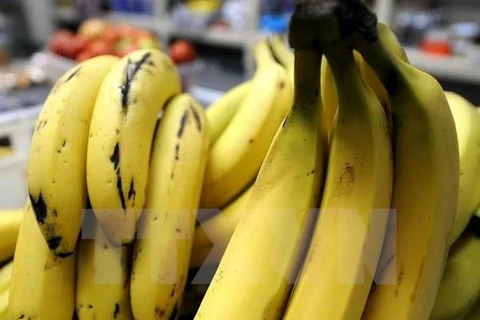 Exportaciones de plátano de Camboya registran fuerte aumento