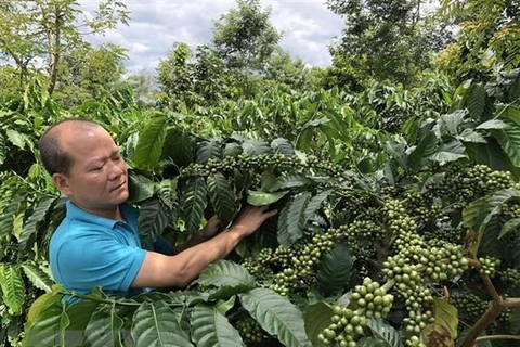 Aumentan exportación agrícola de Vietnam a UE tras entrada en vigor de EVFTA