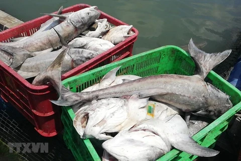 Especialistas advierten disminución grave de reserva de peces en el Mar del Este