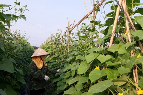 Sector agrícola aporta significativamente al crecimiento de la provincia de Vinh Phuc