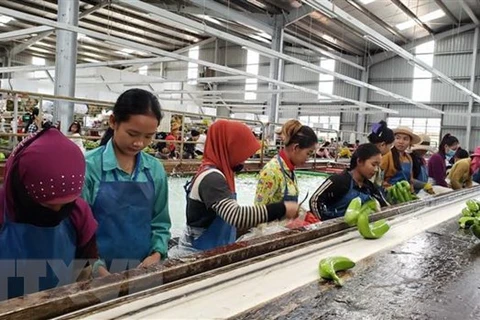 Proyectos agrícolas en Camboya facilitan a trabajadores de origen vietnamita