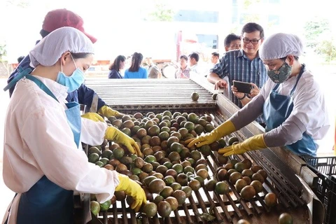 Exportaciones de verduras de Vietnam disminuyen en primeros nueves meses de 2020