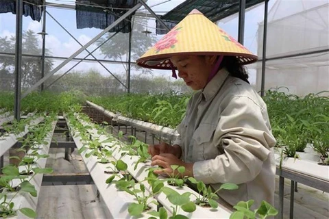 Agricultura: columna vertebral de la economía vietnamita