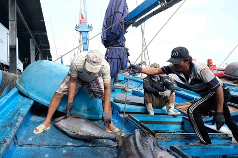 ASEAN Today destaca esfuerzos de Vietnam en la lucha contra la pesca ilegal