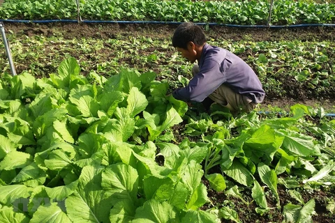 Vietnam fomenta desarrollo de agricultura orgánica